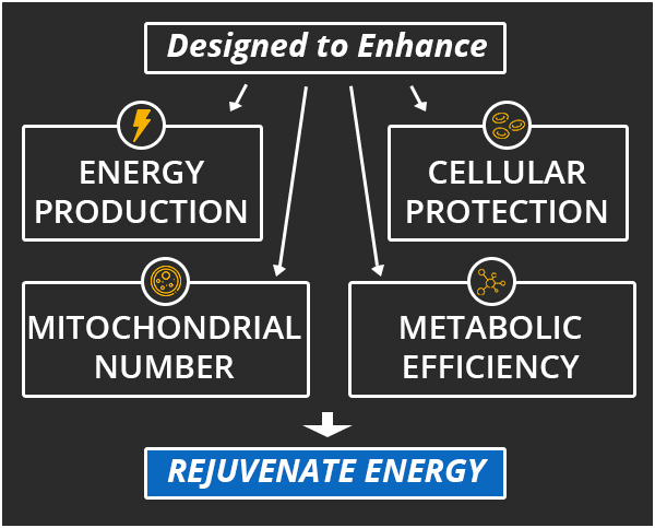 Palladium Energy Supplement Infographic